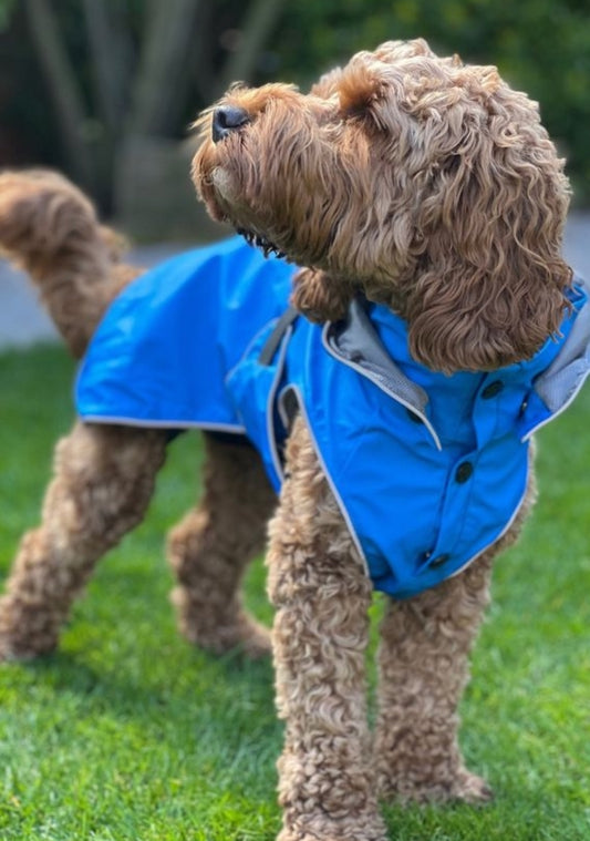 Dog Raincoat Blue