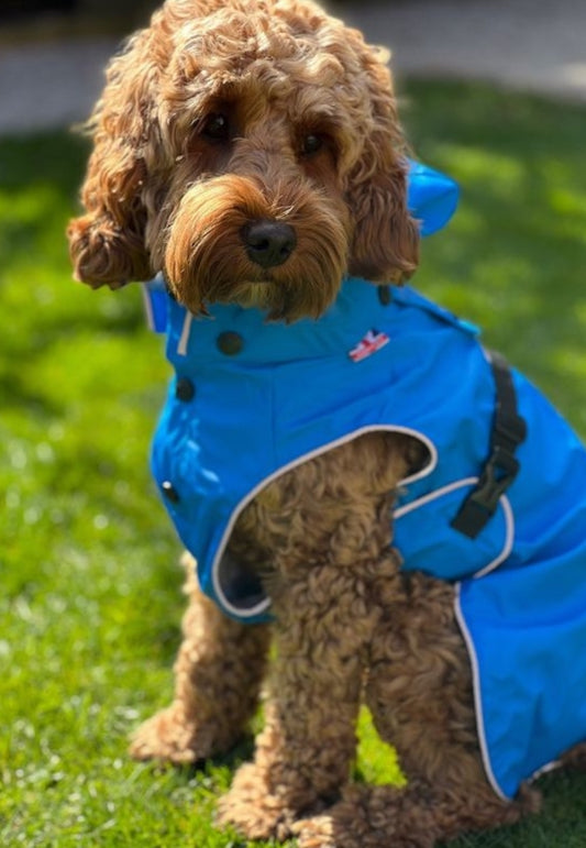 Dog Raincoat Blue
