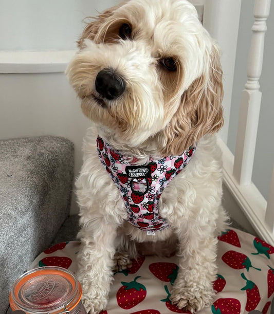 Strawberry Picnic Adjustable Dog Harness