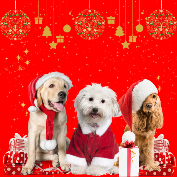 Little dog sales big dog bakery