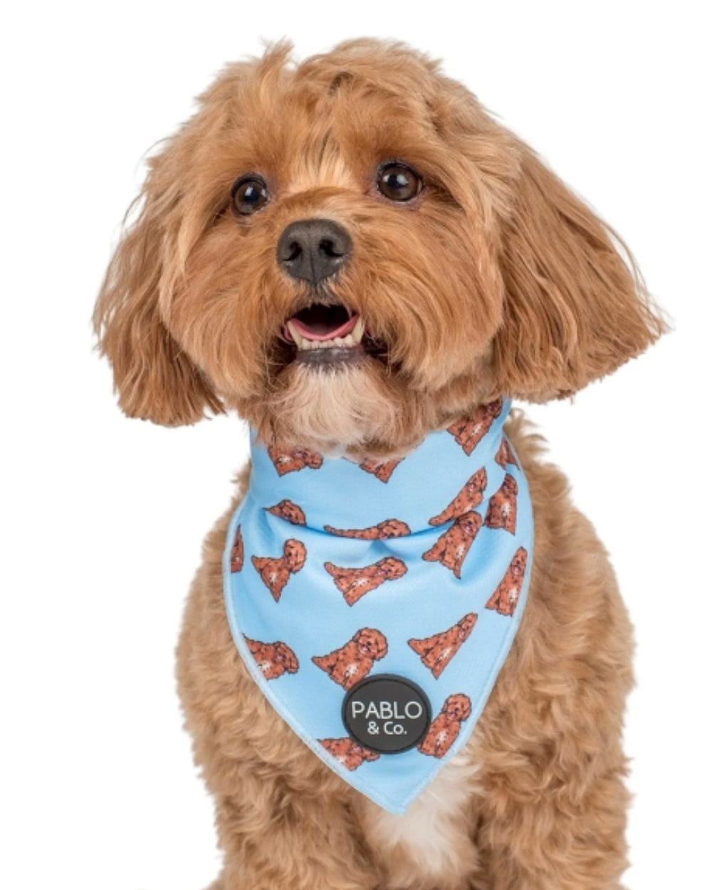 Pablo dog orders bandana