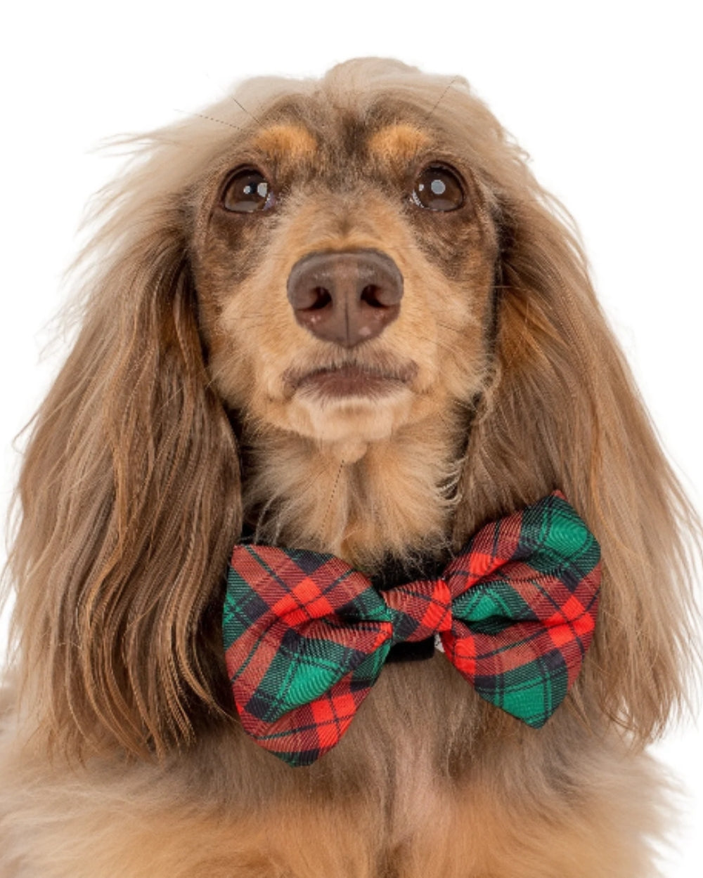 Dogs hotsell with bowties