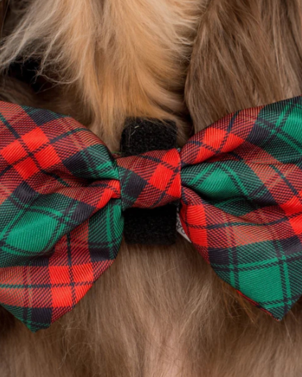 Pablo and Co Winston Plaid Dog Bow Tie