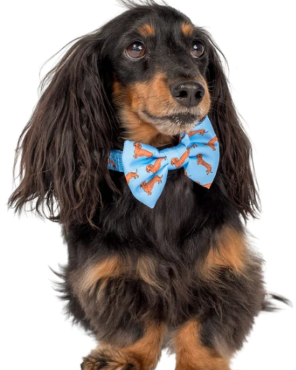 Pablo and Co Dachshund Dog Bow Tie