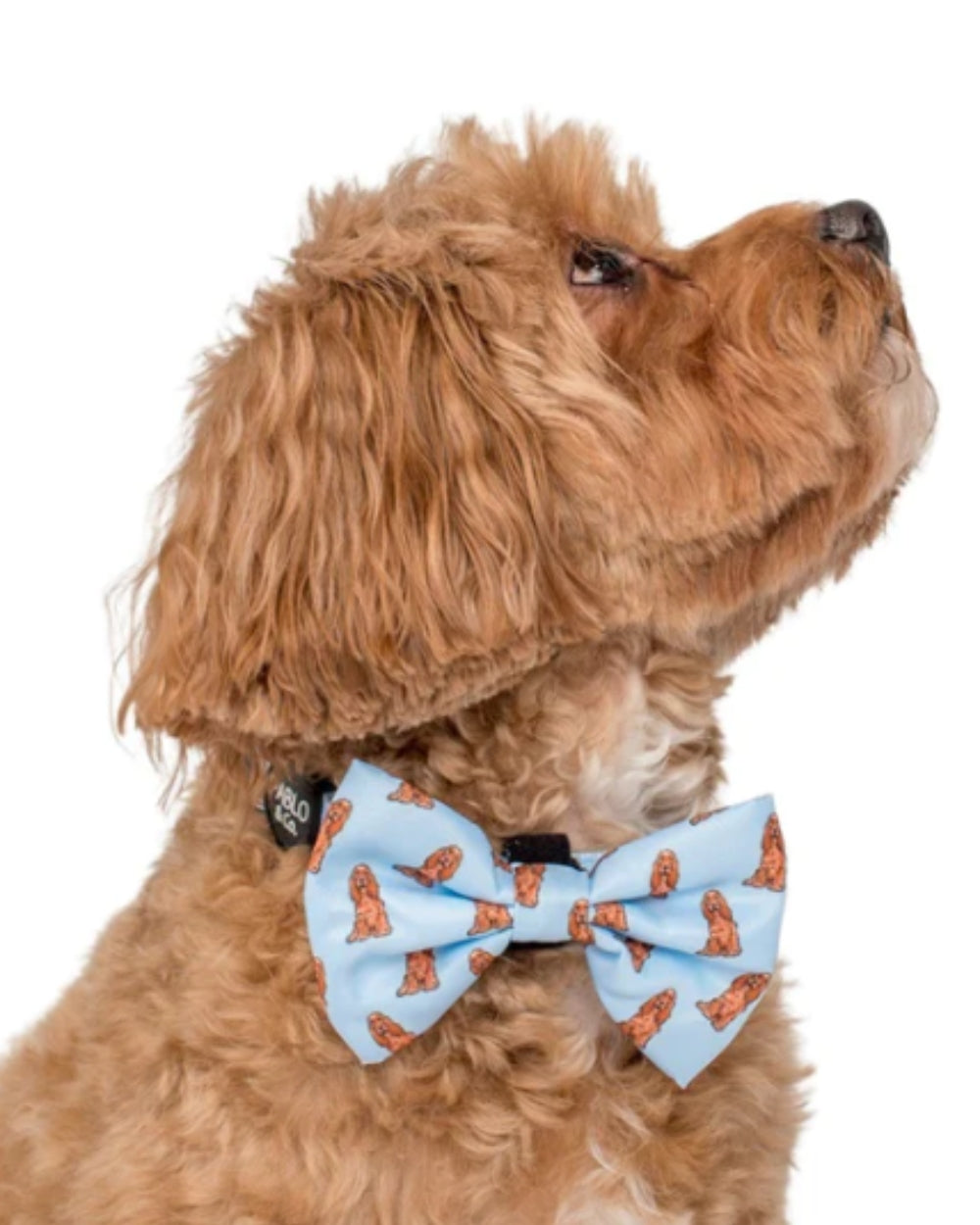 Pablo and Co Cocker Spaniel Dog Bow Tie