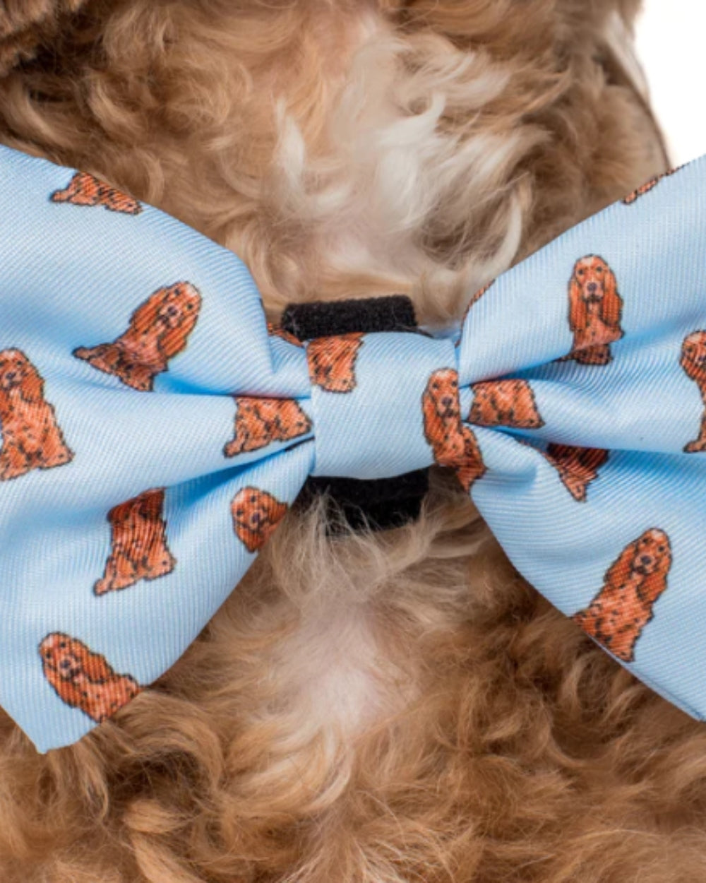Pablo and Co Cocker Spaniel Dog Bow Tie