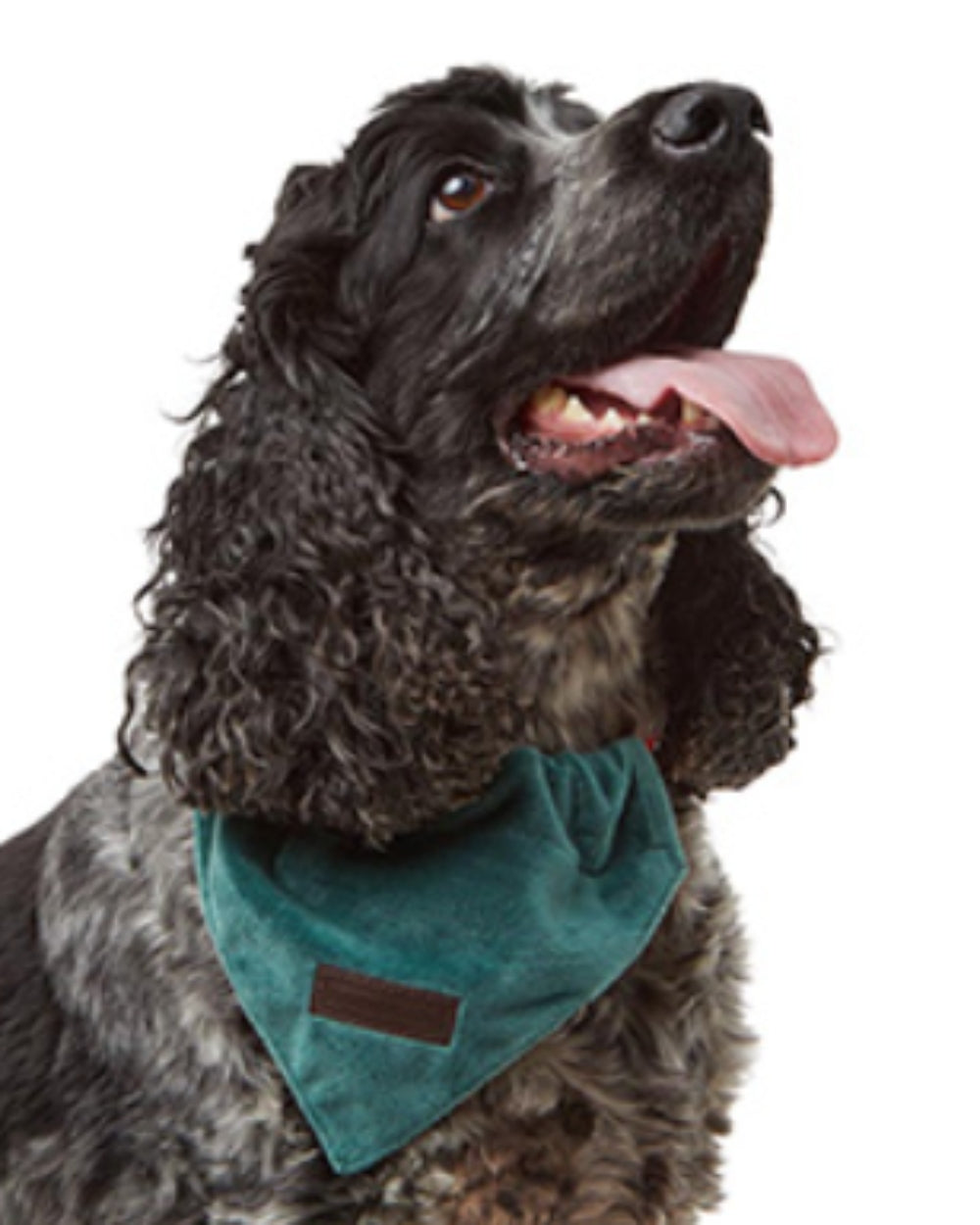 Wainwrights dog outlet accessories