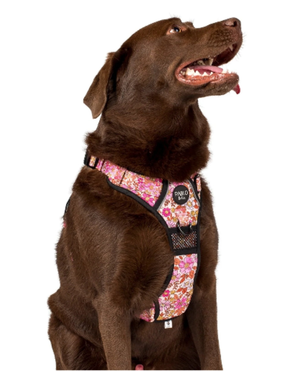 Pablo and Co Pink Posies No Pull Adventure Dog Harness