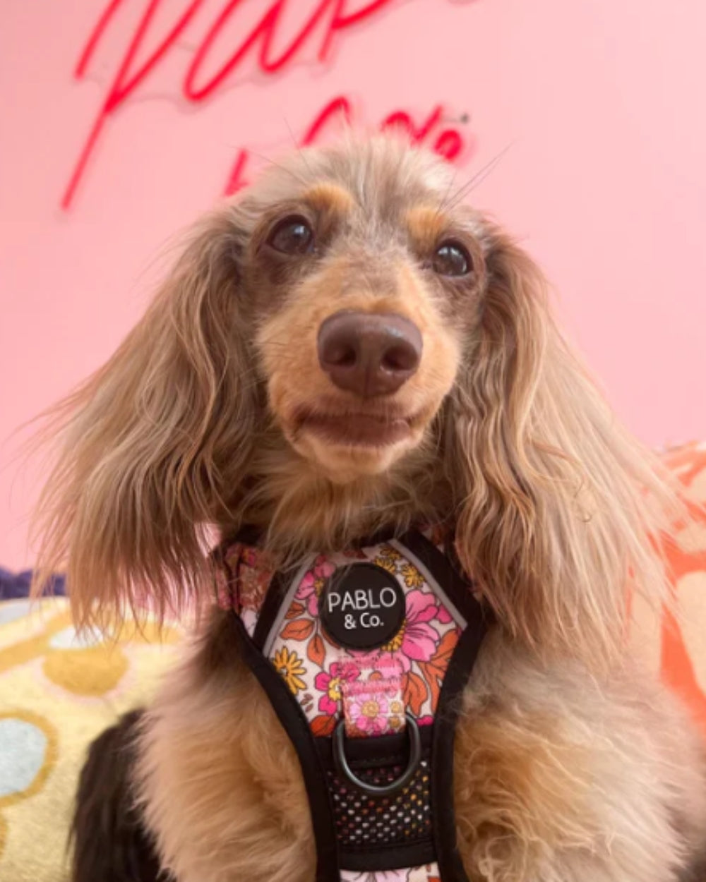 Pablo and Co Pink Posies No Pull Adventure Dog Harness