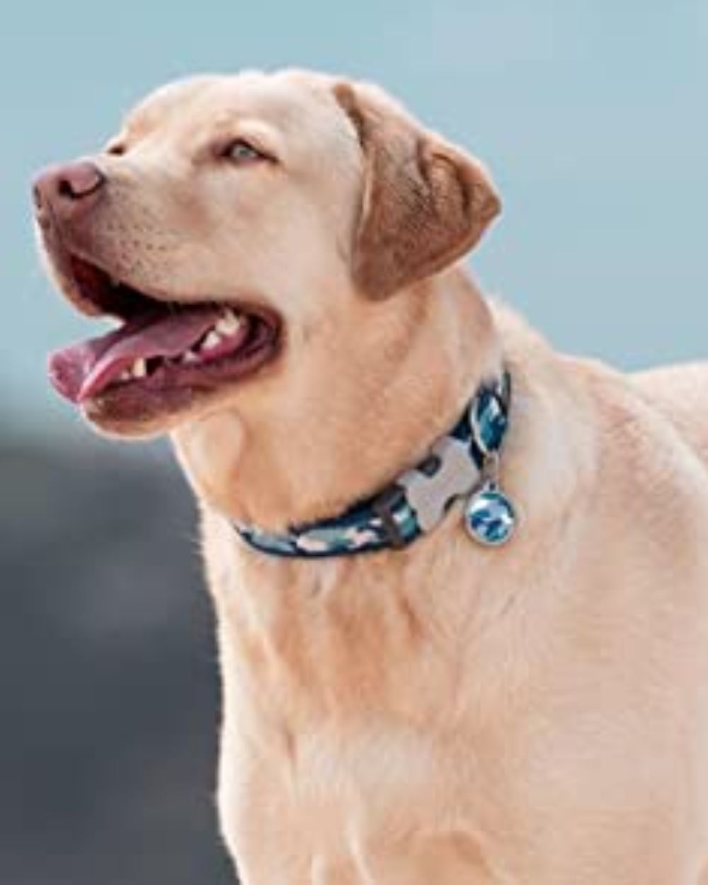 Red Dingo Bucklebone Dog Collar