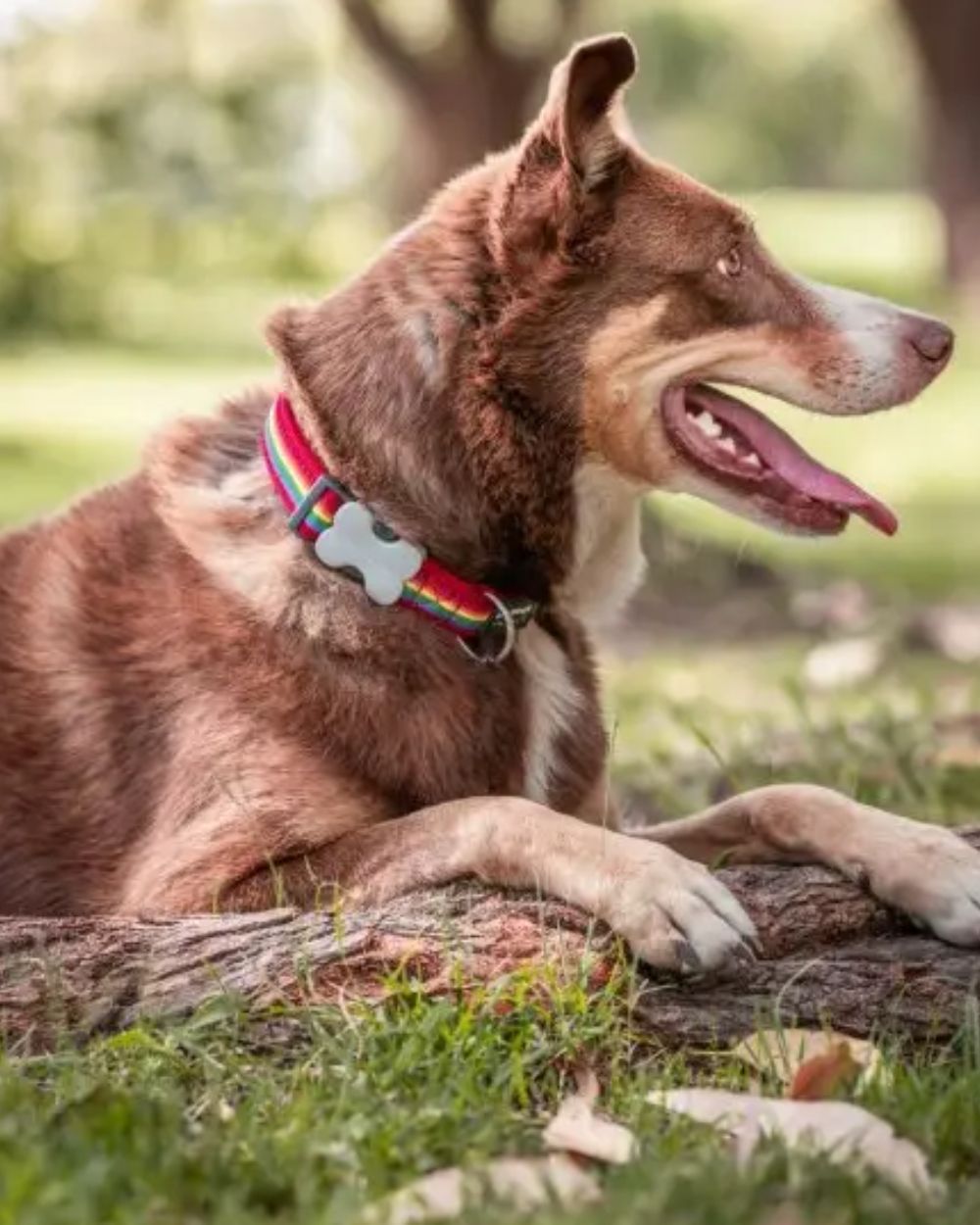 Red Dingo Bucklebone Dog Collar