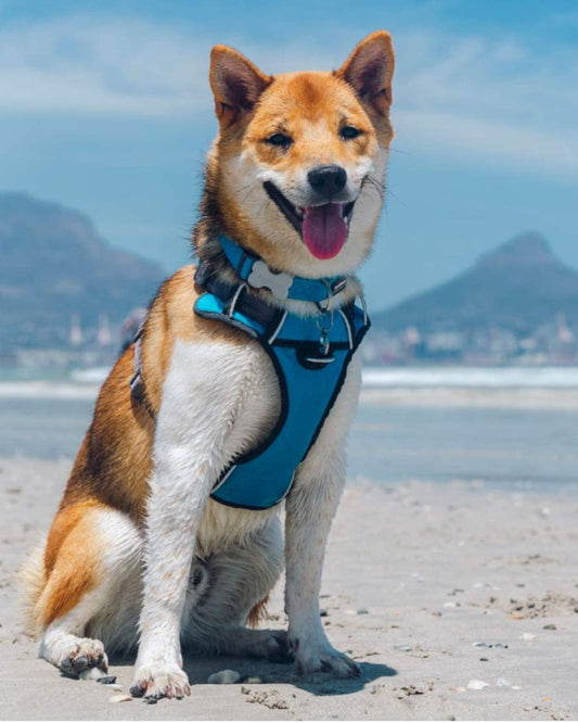 Red Dingo Padded Dog Harness