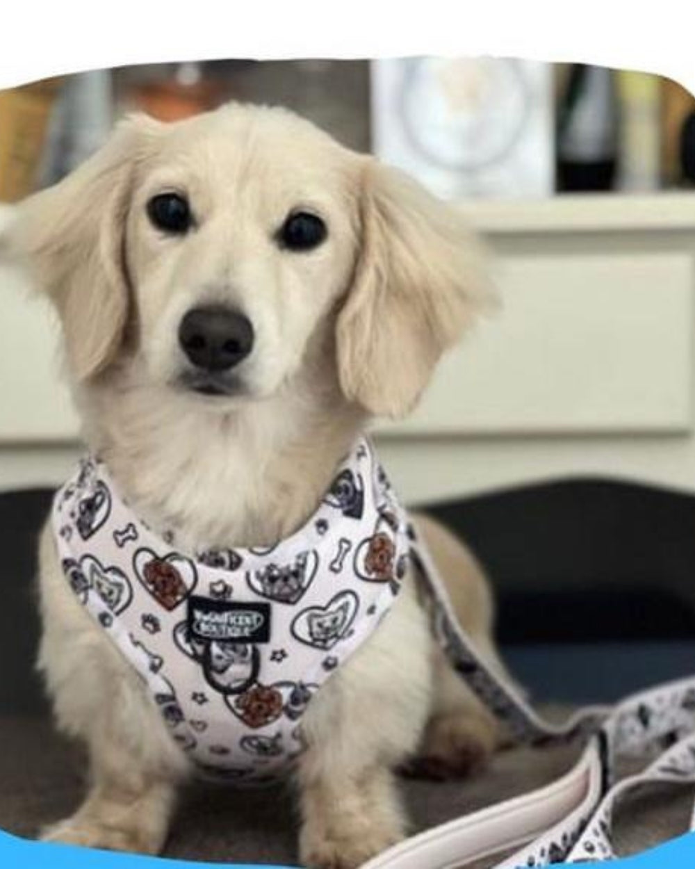 Dogs For Days Adjustable Dog Harness