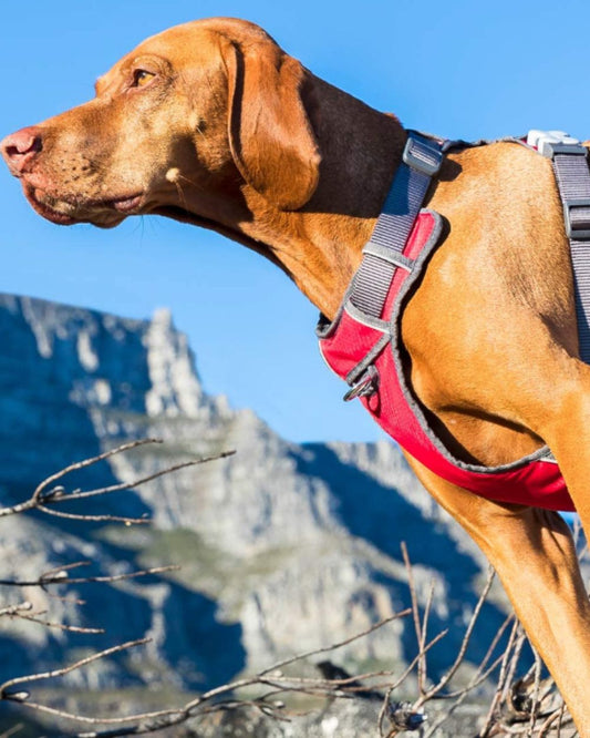 Red Dingo Padded Dog Harness