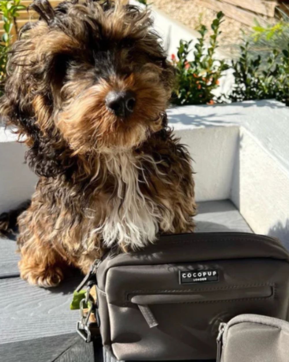 Cocopup London Dog Walking Bag