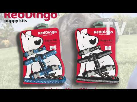 Red Dingo Puppy Kit Collar, Lead and Harness Set - Rainbow